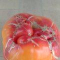Didžiausias šio amžiaus pomidoras – kokiais būdais jis buvo auginamas
