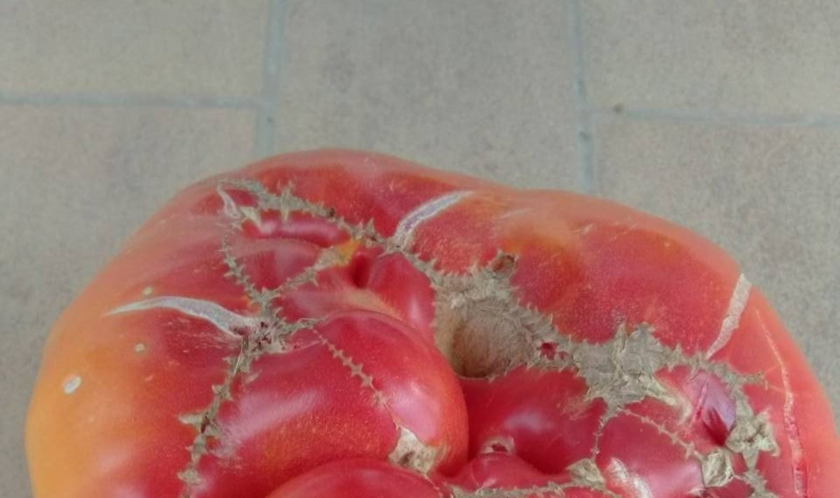 Didžiausias pomidoras