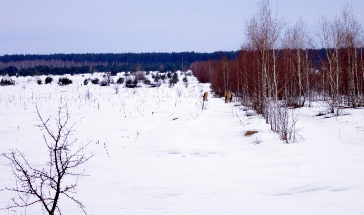 Arkliai Sibiro kraštovaizdžio fone 