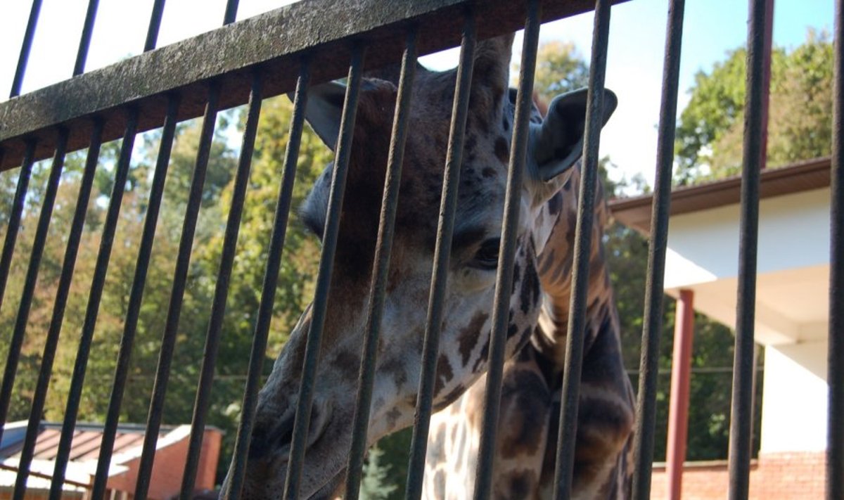 Žirafos patinėlis Kauno zoologijos sode