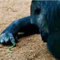 JAV zoologijos sodas teisina sprendimą nušauti gorilą, kad išgelbėtų vaiką
