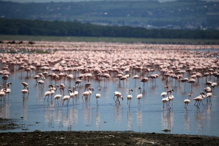 Nakuru ežeras - flamingų traukos vieta