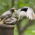 Ar pažįstate paukščių balsus?