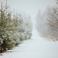 Произошло рождественское чудо: кратковременно вернулась зимняя погода