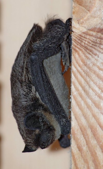 Štai tokie šikšnosparniai gyvena daugiabučiuose