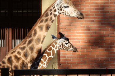 Zoologijos sode pristatyta naujoji žirafa