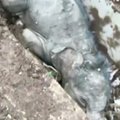 Kinijoje išgelbėtas į griovį įkritęs drambliukas