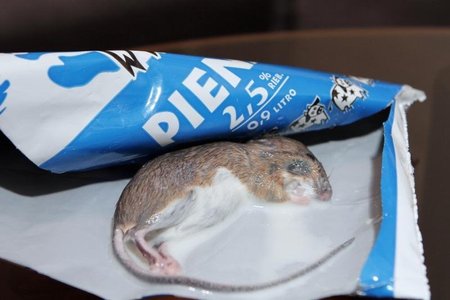 Pieno pakelyje klaipėdietė aptiko negyvą pelę
