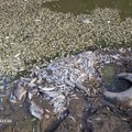 Kazlų Rūdos tvenkinyje – tūkstančiai žuvų gaišenų: šaukia pasitarimą dėl ekstremalios padėties