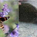 Paprasta ir greita: kaip savo kieme įkurdinti ežiuką ar netgi drugelius?
