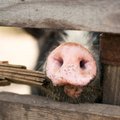 Минсельхоз выделит 3 млн евро отказывающимся от свиноводства фермерам Литвы