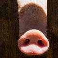 На свиноферме Idavang с 19,5 тыс. животных – вспышка африканской чумы свиней