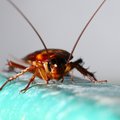 Mirk iš juoko: žmonės išbandė tarakonų gaudymui skirtus klijus