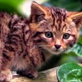 Neįmanoma nesižavėti škotų miškinės katės jaunikliu