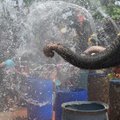 Tailandas dramblių vandens mūšiu pasitinka tradicinius Naujuosius metus
