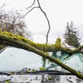 Kelininkai įspėja: dėl stipraus vėjo keliuose gali būti nuvirtusių medžių