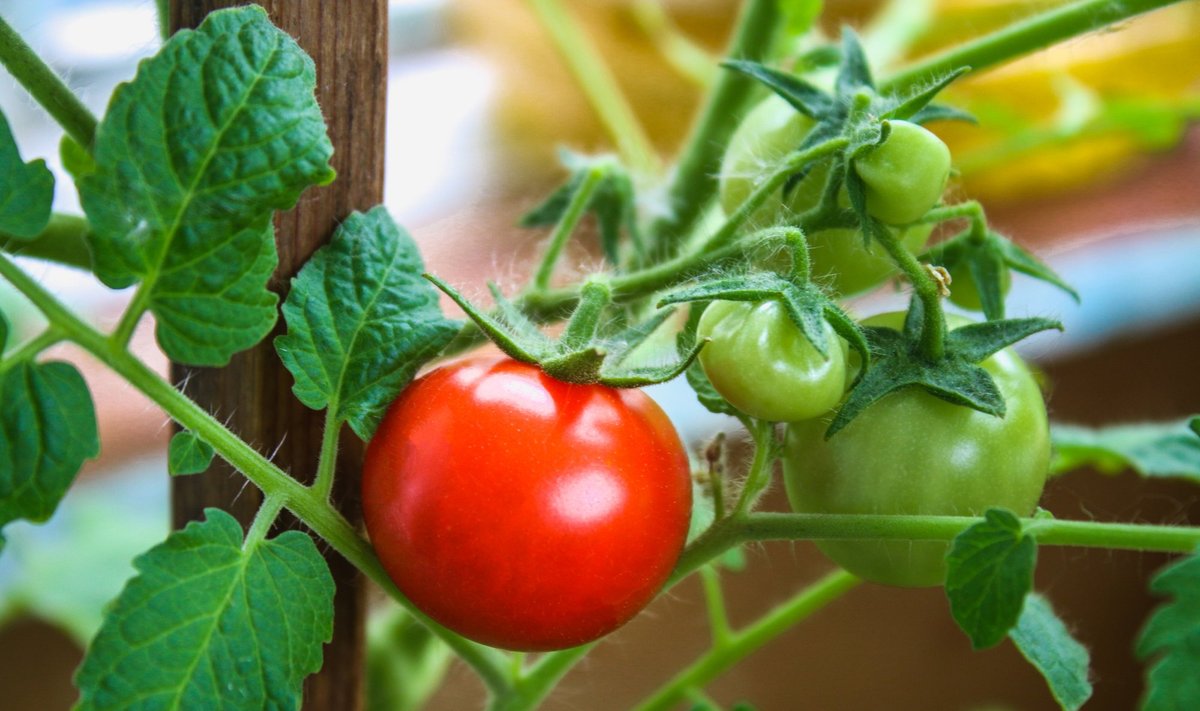 Pomidorų auginimas balkone