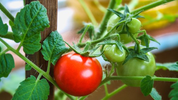 Pomidorų kolekcionierė apie naują sezoną: būtiniausi darbai, kad džiugintų puikus derlius