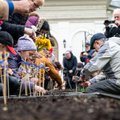 Sunflowers planted in Vilnius’ park in support of Ukraine