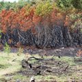 Aplinkosaugos organizacijos ketina Neringos gaisro padarinius likviduoti per kelerius metus