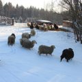 Lietuva susigrąžino avis tremtines