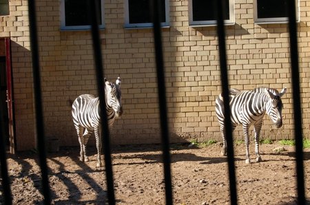 Zebrai Kauno zoologijos sode