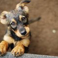 Kėdainių rajono gyventojo kieme aptiko daugiau nei 50 šunų: jų laikymo sąlygos – tragiškos