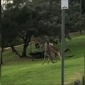 Kengūrų dvikova viename iš Australijos parkų
