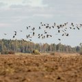 Nykstantiems paukščiams saugoti pasitelkė neįprastą ūkininkavimo būdą