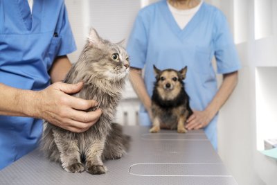 Augintiniai pas veterinarijos gydytojus, freepik.com nuotr.