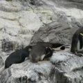 Pingvinvilyje įvykdyta tobula „pingvinžudystė“
