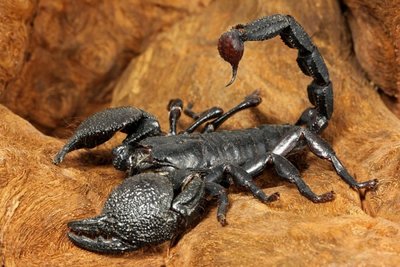 Imperatoriaus skorpionas - vienas didžiausių pasaulyje 