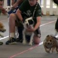 Šunų lenktynėse - kliūtis ir užduotis su kamuoliuku