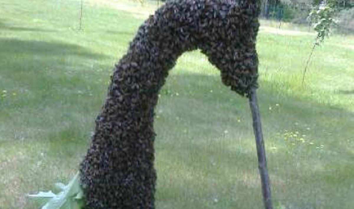 Bičių spiečius