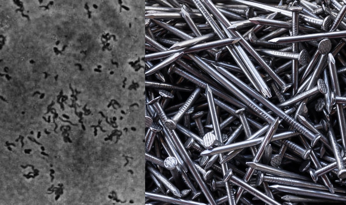 Metalą ėdančios bakterijos.