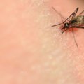 DNR tyrimai atskleidė, kad senovės Romos žmonės sirgdavo maliarija