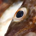 New measures to save Baltic cod