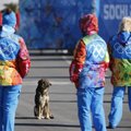 Американским спортсменам в Сочи приглянулись бродячие псы