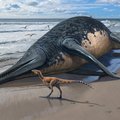 Istorinis radinys: pirmą kartą aptiktos didžiausio kada nors Žemėje gyvenusio jūrų roplio fosilijos