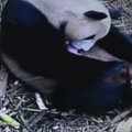Rezervate pasaulį išvydo pirmasis pandos jauniklis šiais metais