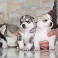 Paveldimos šunų ligos: ypač rizikuoja tie, kurie perka šuniukus be dokumentų