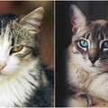 Fotografė įamžino benames kates: tikros gražuolės, bet niekam nereikalingos
