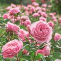 Kad vešliai žydėtų visą vasarą: kuo maitinti rožes pavasarį