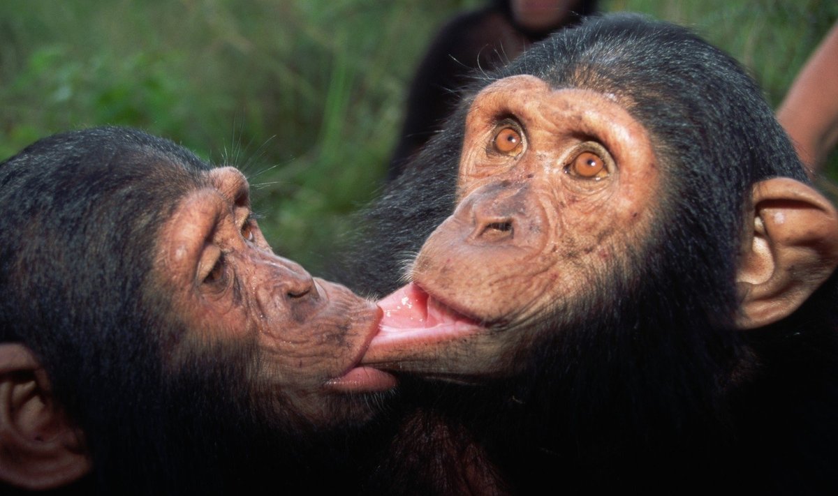 Šimpanzės