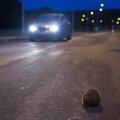 Sostinės vairuotojus stebino gatvėje pasirodęs ežys