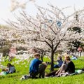 Vilniuje pražydo sakurų sodas - kaip užsiauginti sakurą?