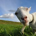 Nauja internetinių juokelių banga: populiariausios dainos montuojamos su ožkų bliovimu