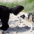 Kodėl susitikę šunys uosto vienas kito uodegas? Štai kaip tai aiškina mokslas