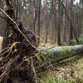 Ką šalies urėdijos demonstruos pakaunėje?