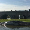 Ant upės kranto Madride išplautas banginis pasirodė besąs meninė instaliacija